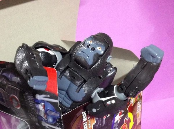 Out Of Box Images LG 02 Legends Optimus Primal Japan Exclusive Transformers Figure  (2 of 3)